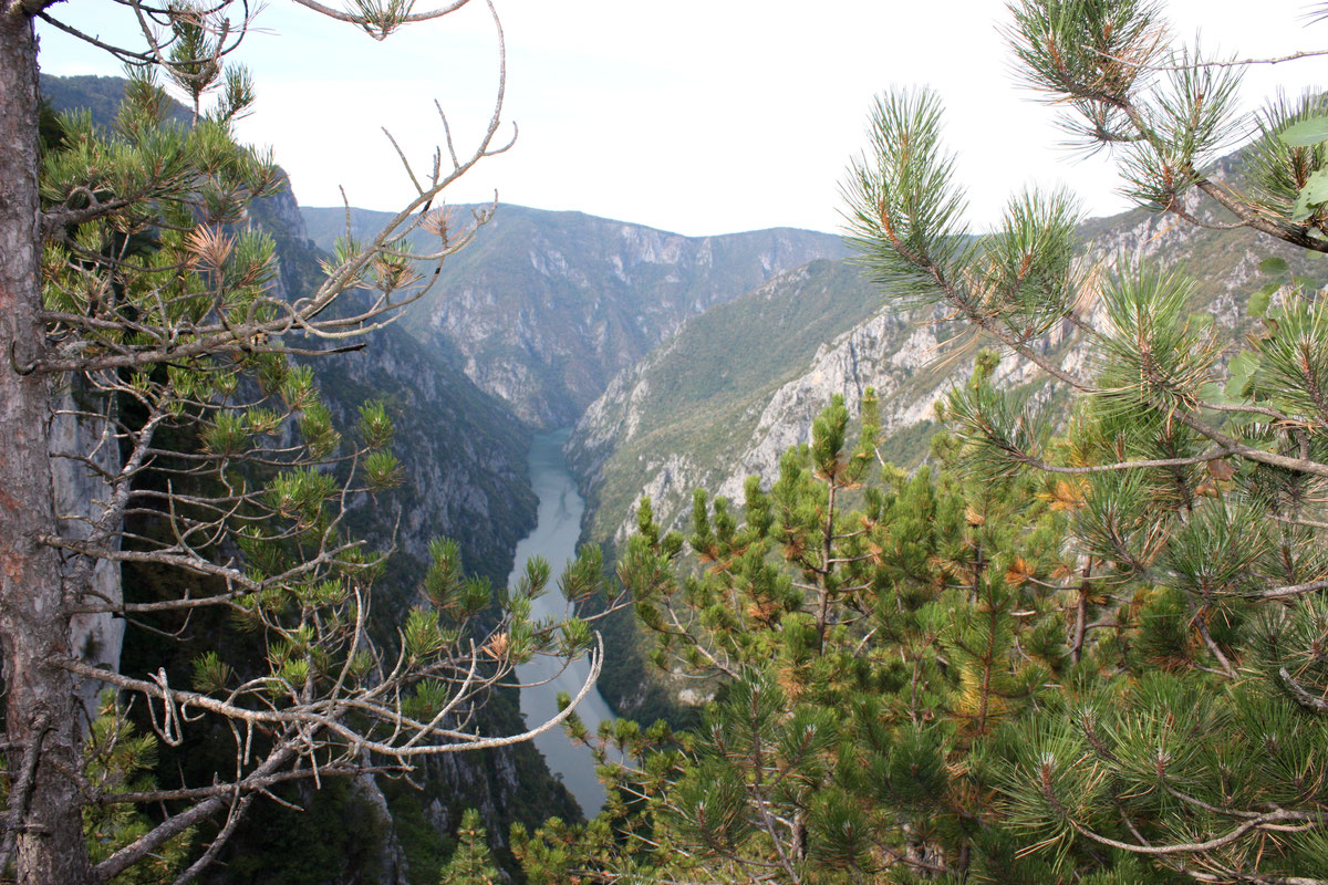 Drina sa vidikovca Trnovac, u pravcu sjevera