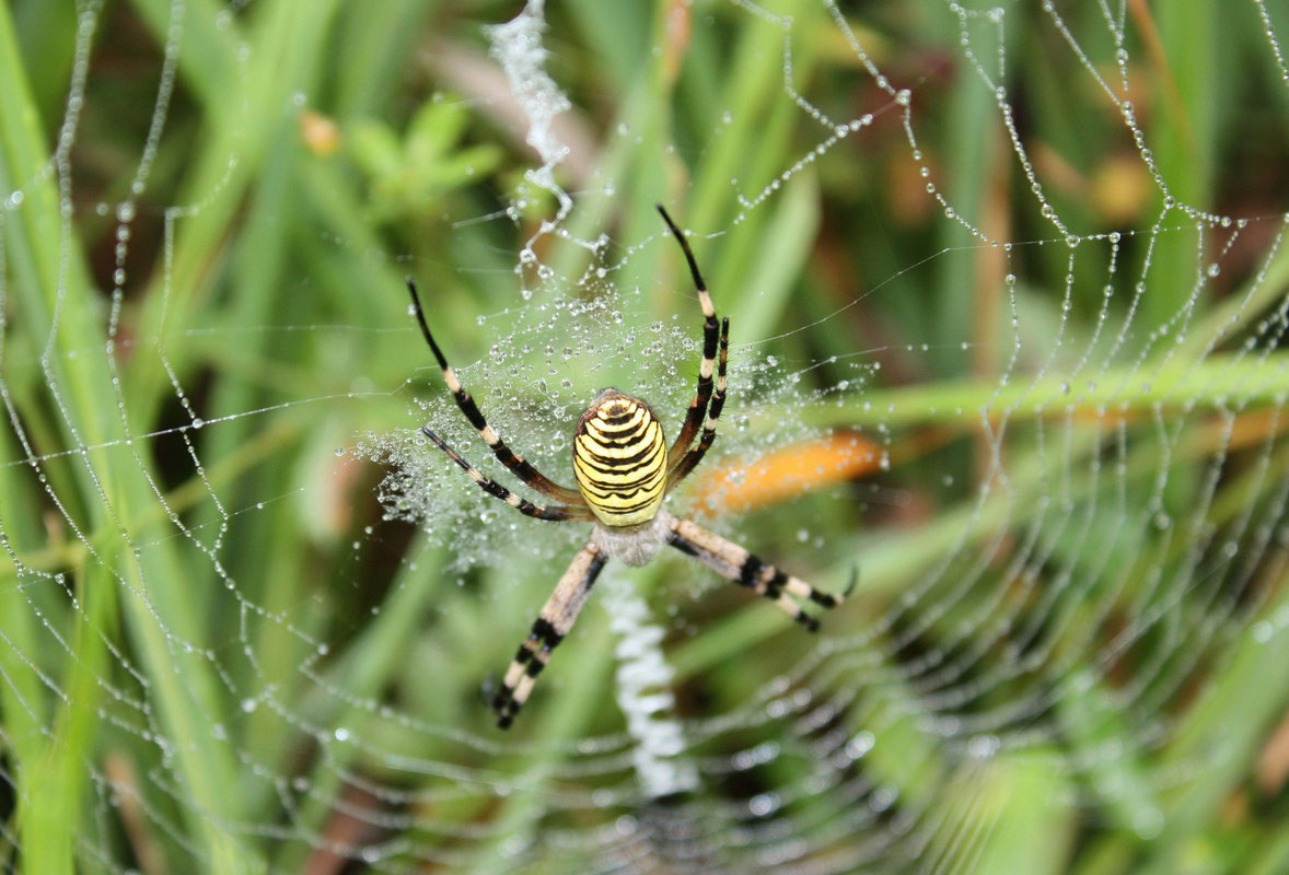 Argiope bruennichi