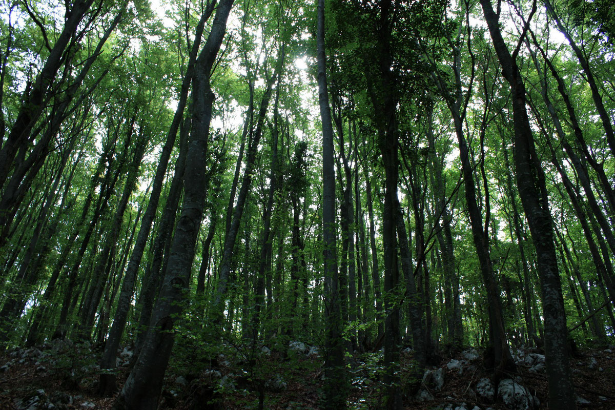 Na putu ka Kozaračkom kamenu