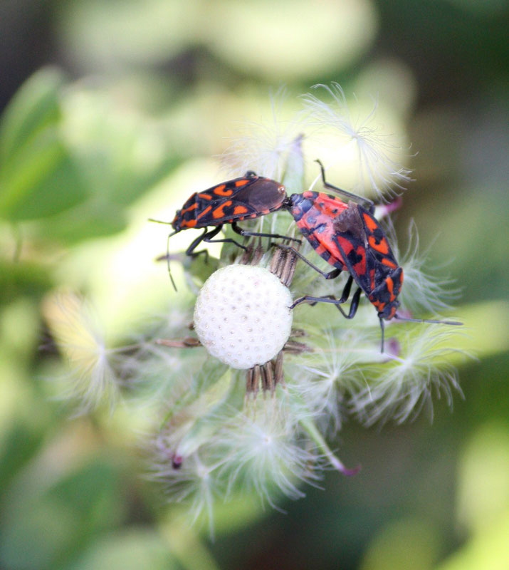 Spilostethus saxatilis