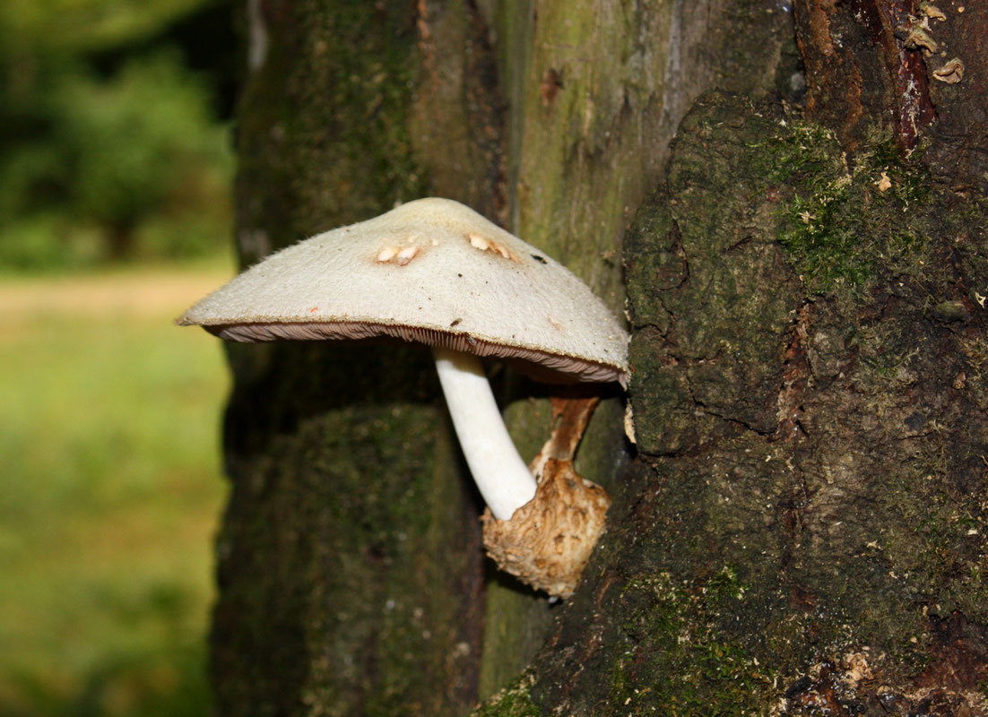 Volvariella bombycina