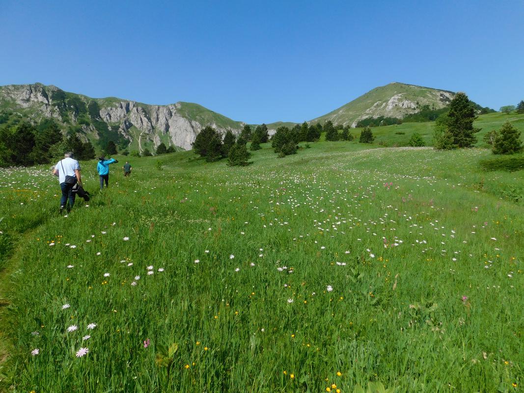 Bare, Zelengora ispod Tovarnika i Uglješinog vrha (desno))