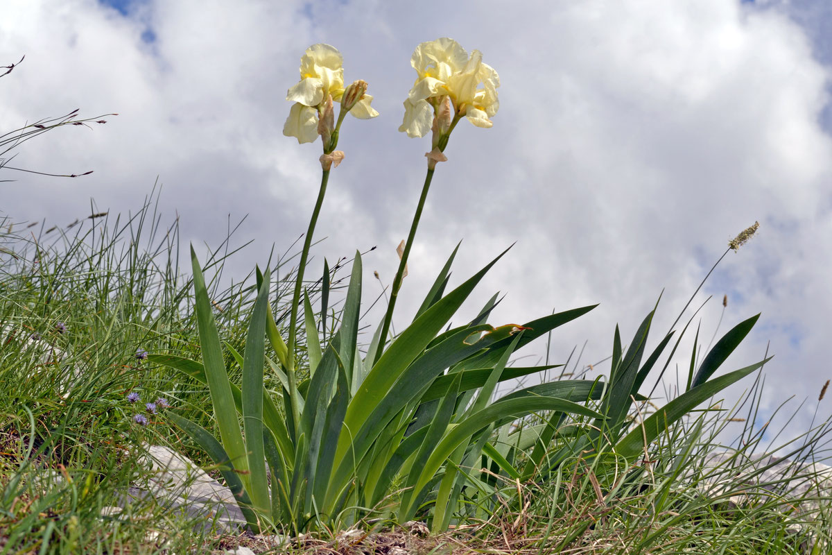 Iris orjenii na Vučjem zubu