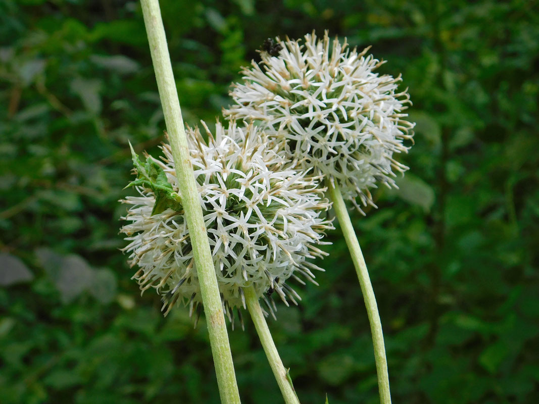 Echinops sphaerocephalus