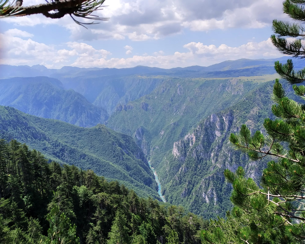 Tara sa Crvenkove ravni, pogled uzvodno ka ušću Sušice