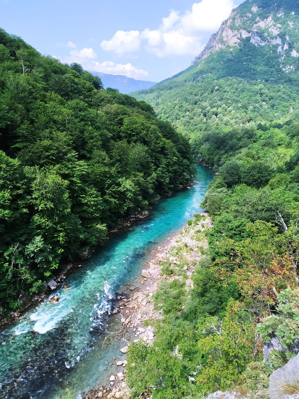 Tara u donjem dijelu toka, par kilometara uzvodno od Šćepan polja