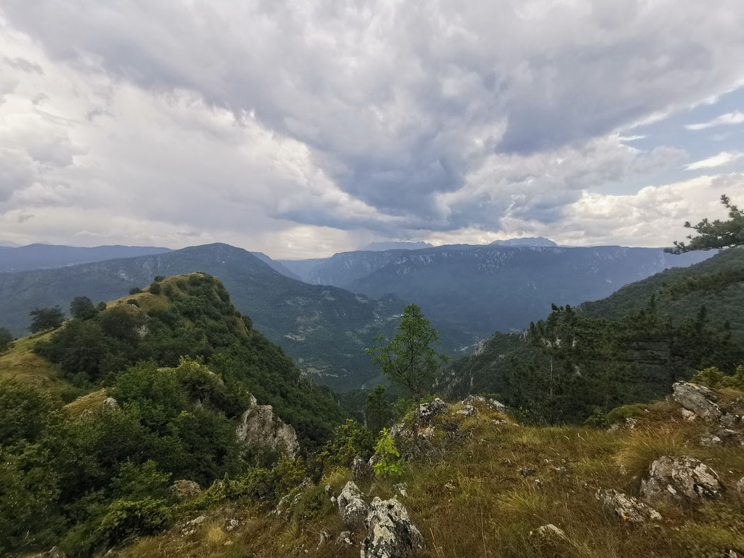 Zlatni bor, u pozadini sastavak Tare i Pive kod Šćepan polja