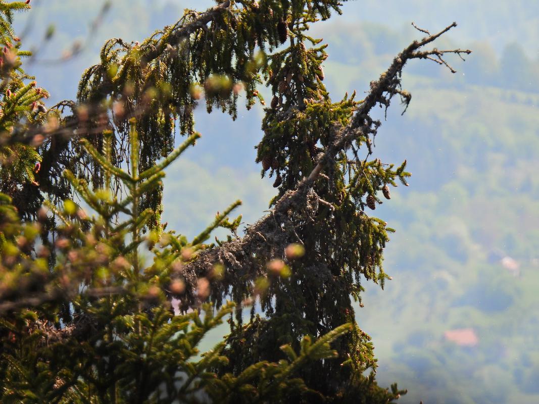 Park prirode "Trebević"