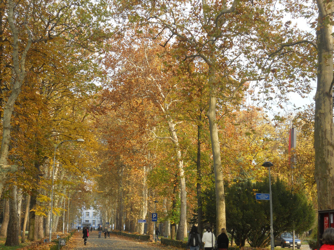 Aleja platana - jesenji aspekt