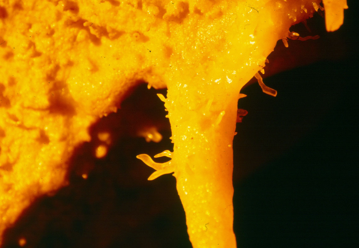 Heliktiti - ekscentrični nakit