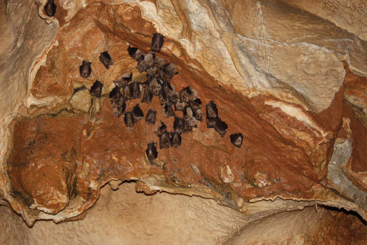 Kolonija slijepih miševa