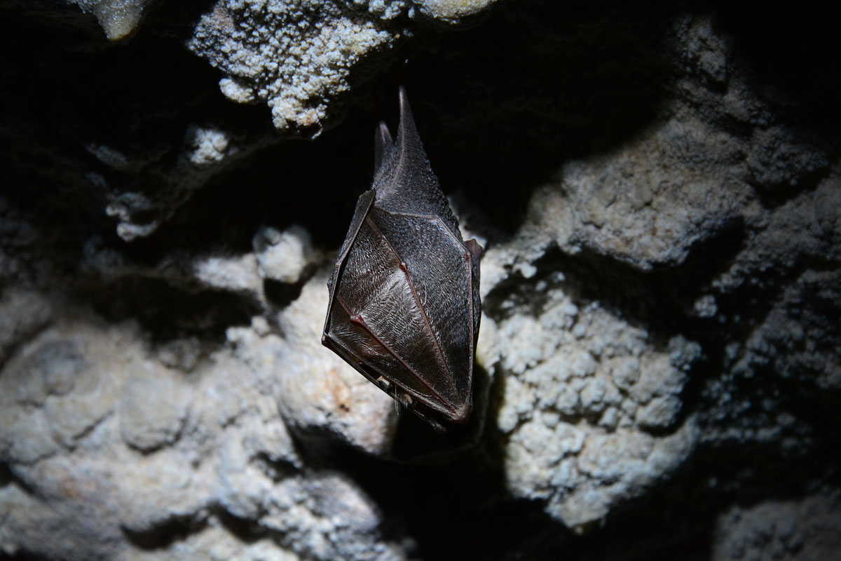Mali potkovnjak - Rhinolophus hipposideros