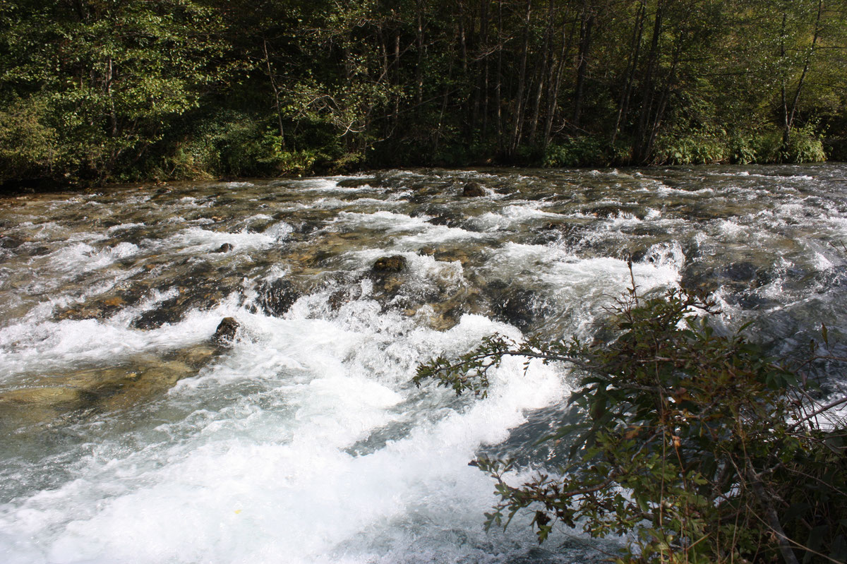Brzaci u gornjem toku Sane