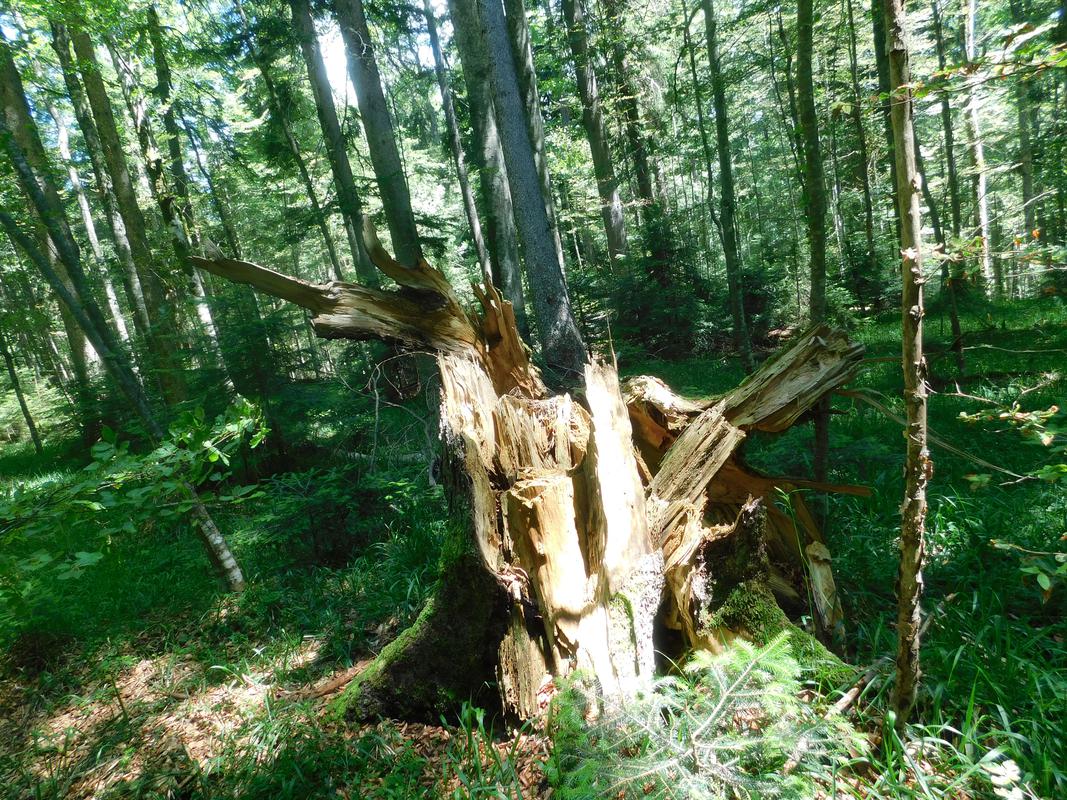 Prirodni procesi prašume