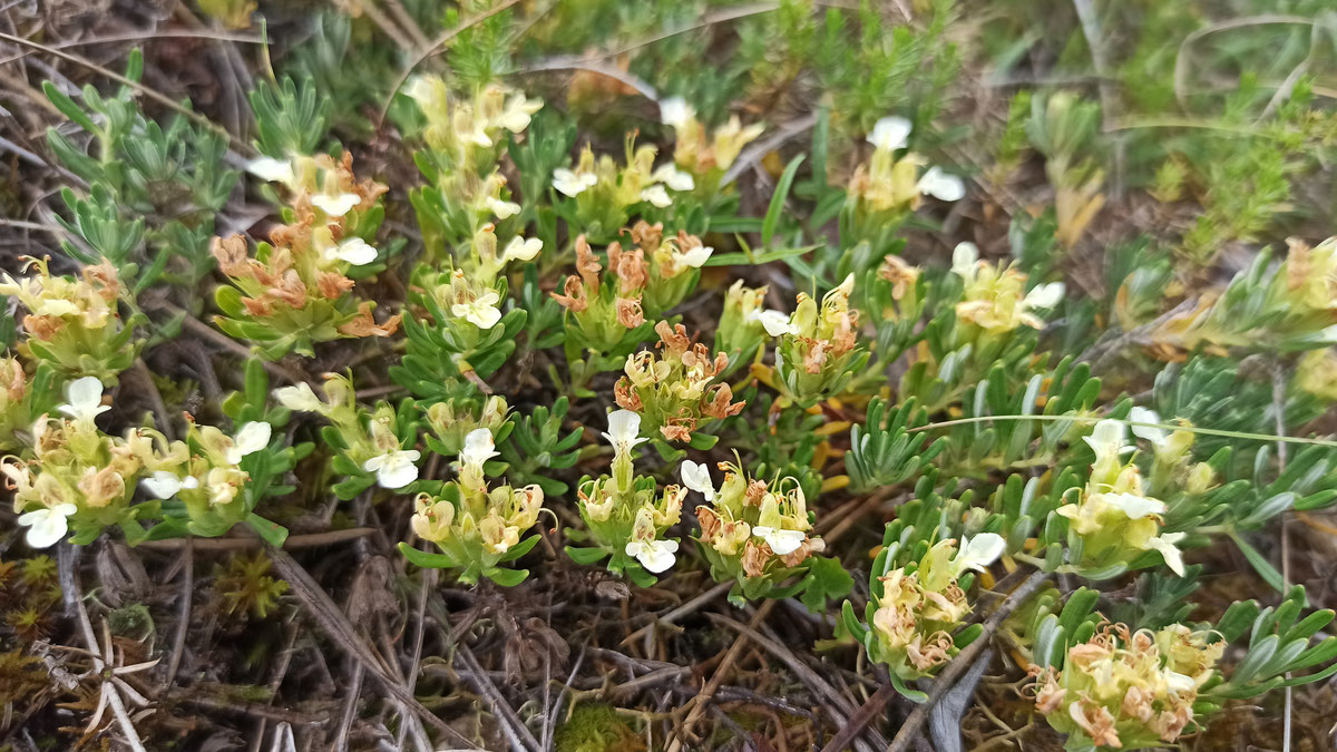 Trava iva (Teucrium montanum)