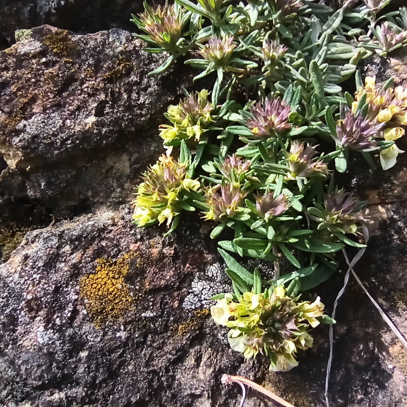 Trava iva (Teucrium montanum)