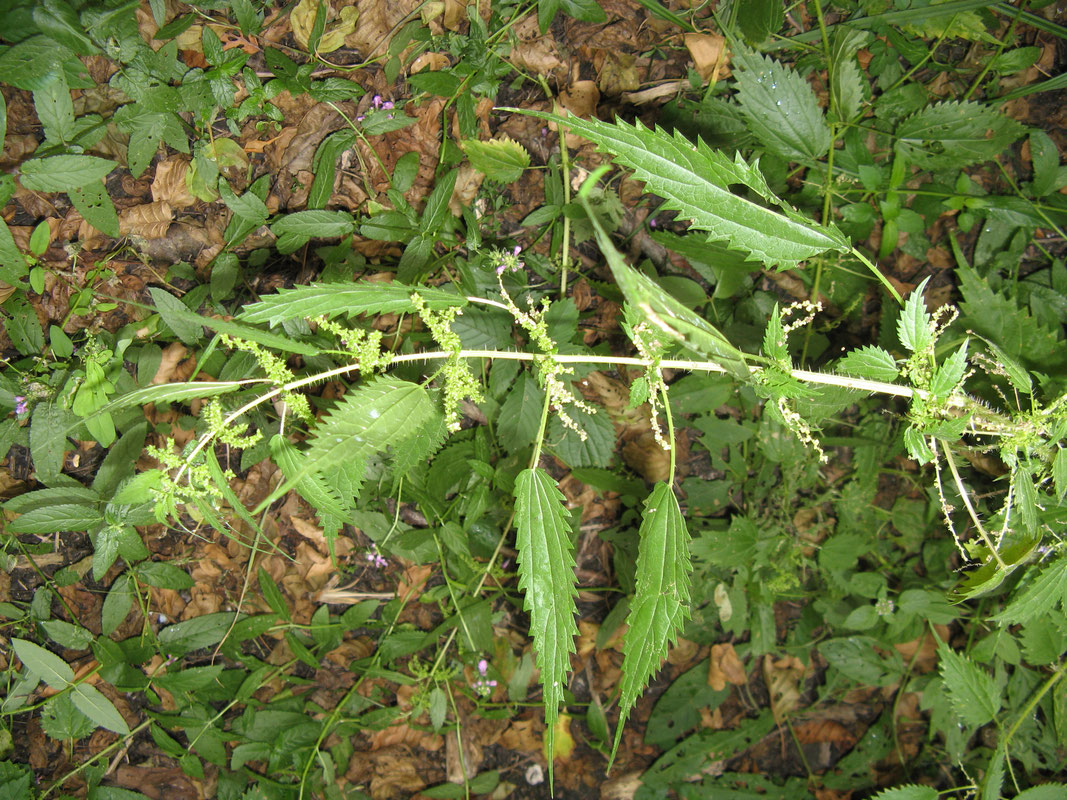 Urtica kiovensis